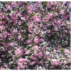 日韓av免費綜合資源在線播放網站
